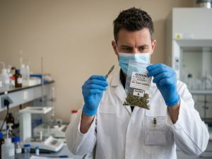 Эксперт в маске исследует пакет с растительным веществом