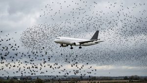 Орнитологическая экспертиза в авиации
